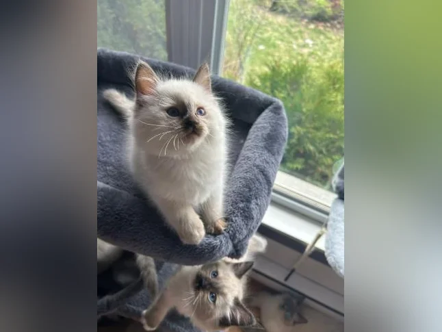Adorables Chatons Ragdolls pure race thumbnail 6