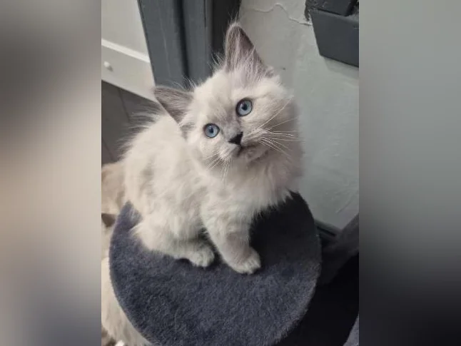 Adorables Chatons Ragdolls pure race thumbnail 10