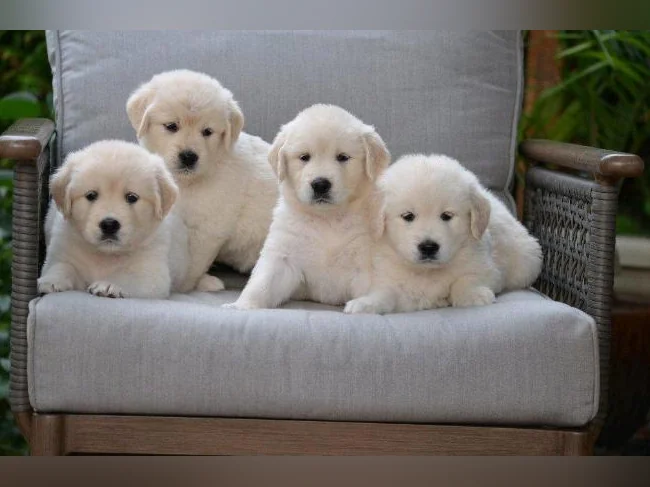 Réservations des Golden Retriever pour Noël