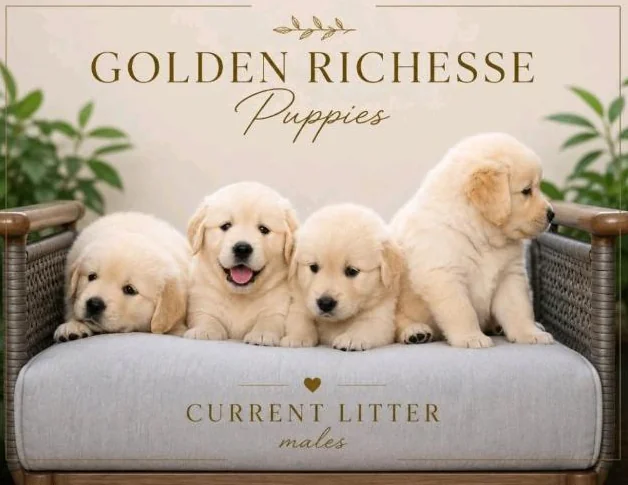 Réservations des Golden Retriever pour Noël thumbnail 3