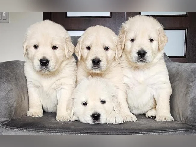 Réservations des Golden Retriever pour Noël thumbnail 4