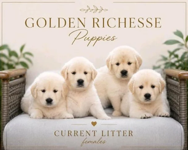 Réservations des Golden Retriever pour Noël thumbnail 2