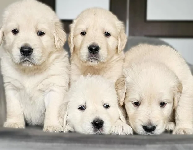 Réservations des Golden Retriever pour Noël thumbnail 5