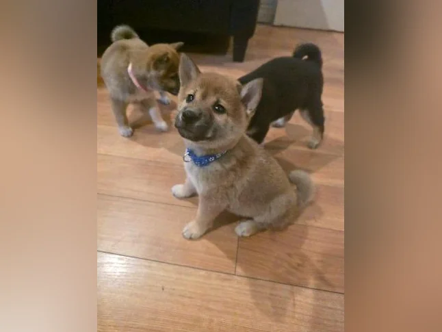 Chiots shiba inu puppies thumbnail 2