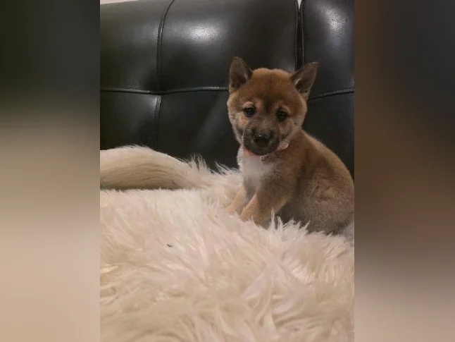 Chiots shiba inu puppies thumbnail 5