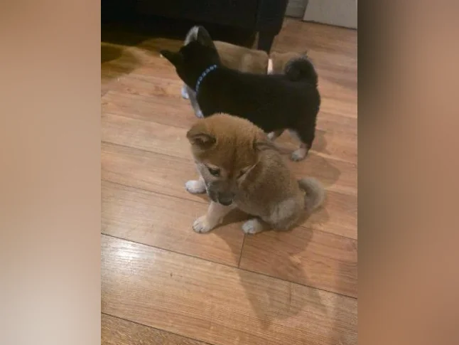 Chiots shiba inu puppies thumbnail 4