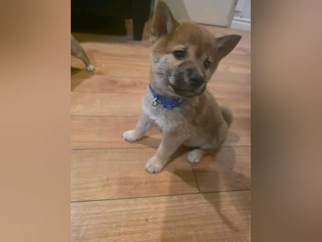 Chiots shiba inu puppies