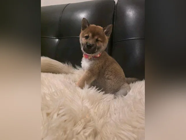 Chiots shiba inu puppies thumbnail 7