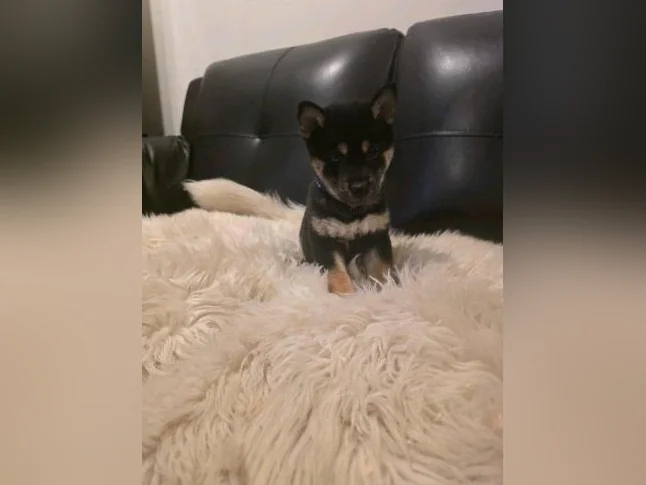 Chiots shiba inu puppies thumbnail 8