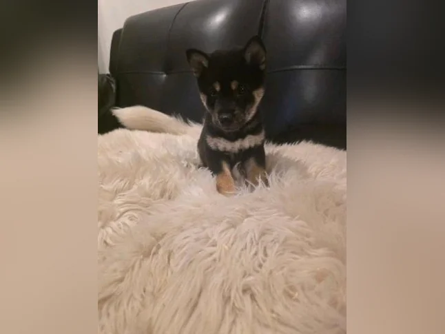Chiots shiba inu puppies thumbnail 6