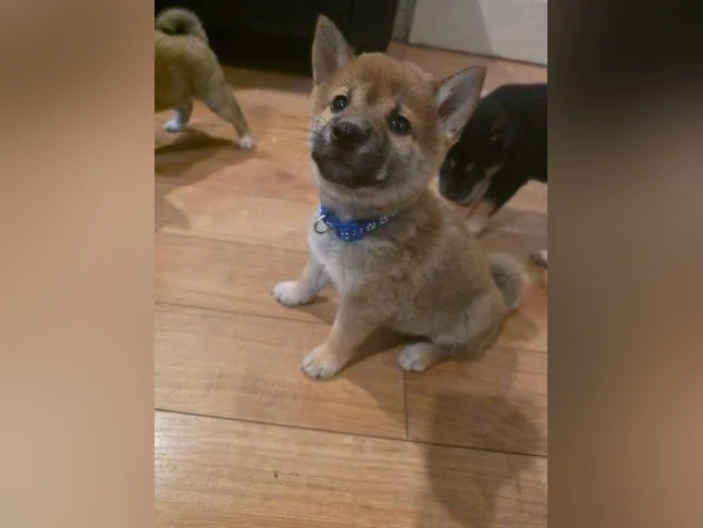 Chiots shiba inu puppies thumbnail 3