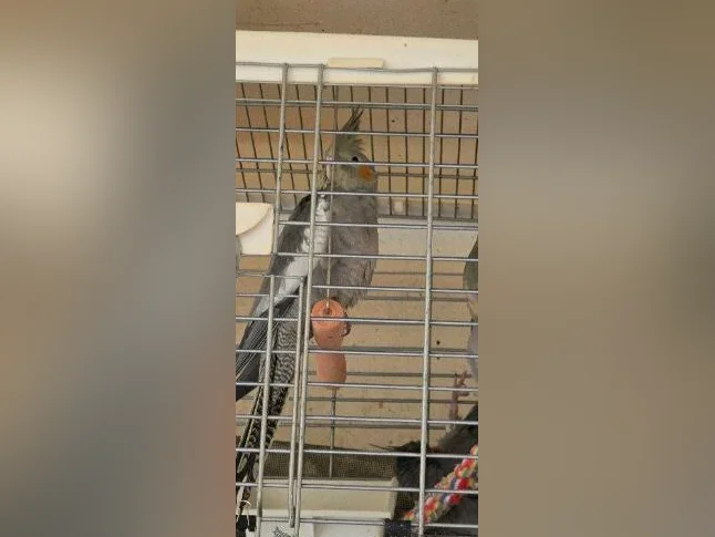 Bébés cockatiels disponible thumbnail 6