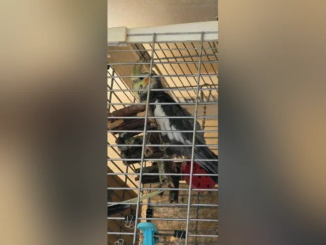 Bébés cockatiels disponible thumbnail 5
