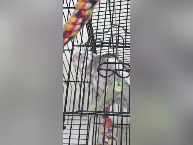 Bébés cockatiels disponible