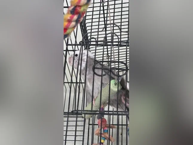 Bébés cockatiels disponible thumbnail 2