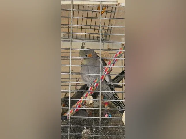 Bébés cockatiels disponible thumbnail 4
