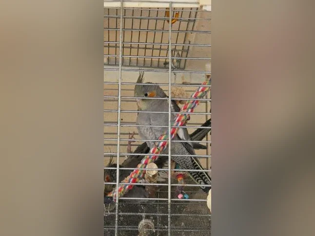 Bébés cockatiels disponible thumbnail 3