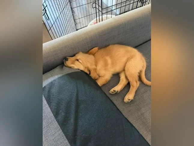 Golden retriever femelle 2 mois thumbnail 2