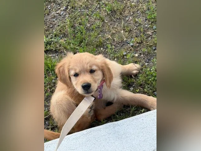 Golden retriever femelle 2 mois thumbnail 3