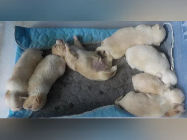 Nouveaux bebes
