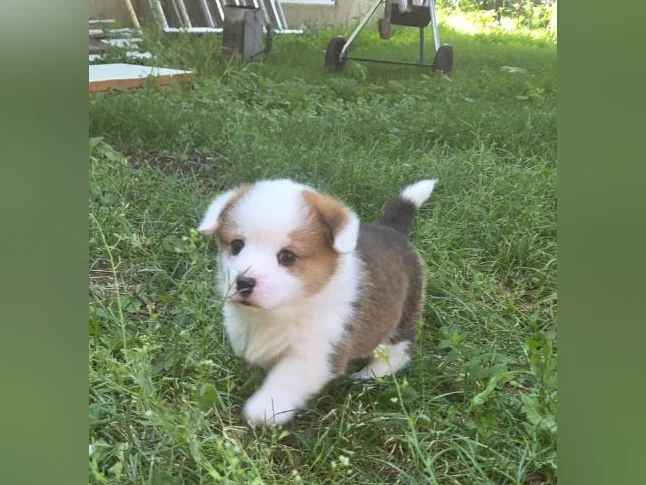 Chiots Corgi pembrooke Welsh thumbnail 6