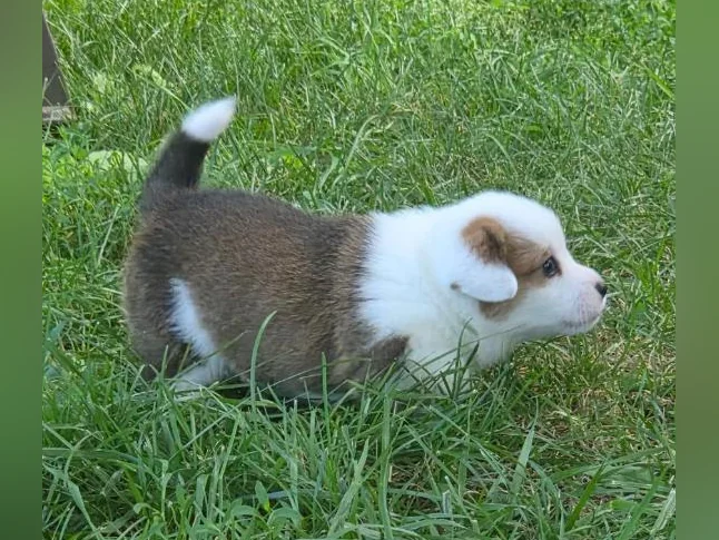Chiots Corgi pembrooke Welsh thumbnail 5