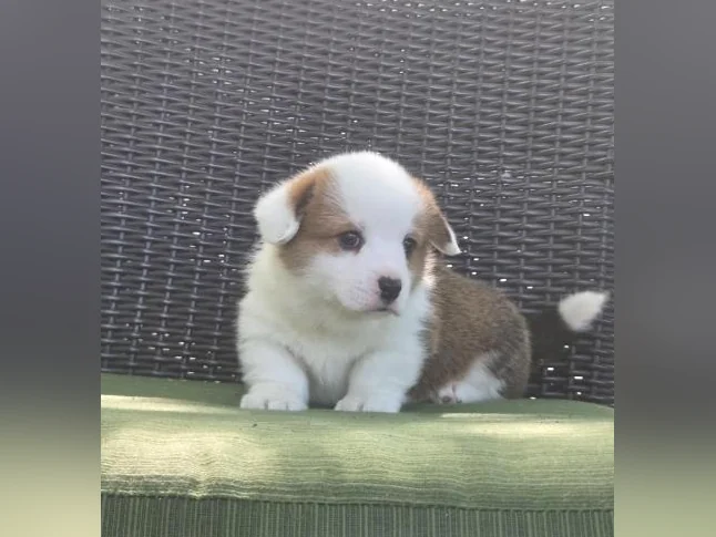 Chiots Corgi pembrooke Welsh thumbnail 2