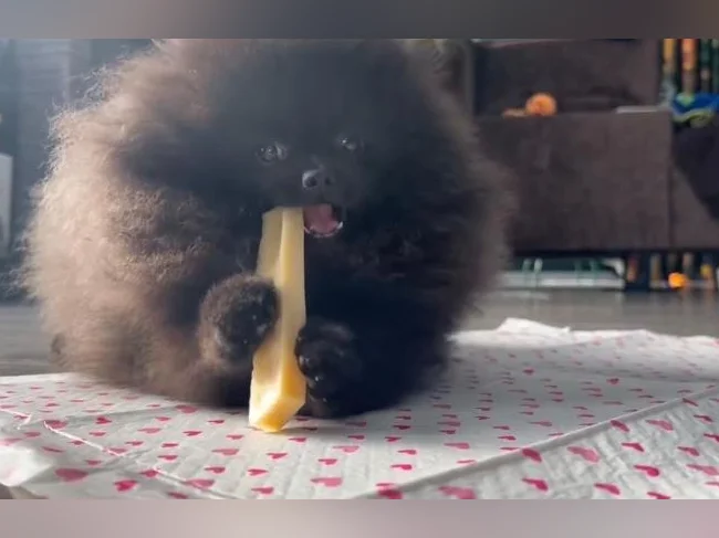 Pomeranien prêt a partir thumbnail 4
