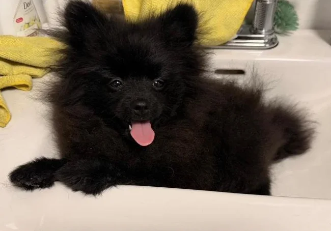 Pomeranien prêt a partir thumbnail 5