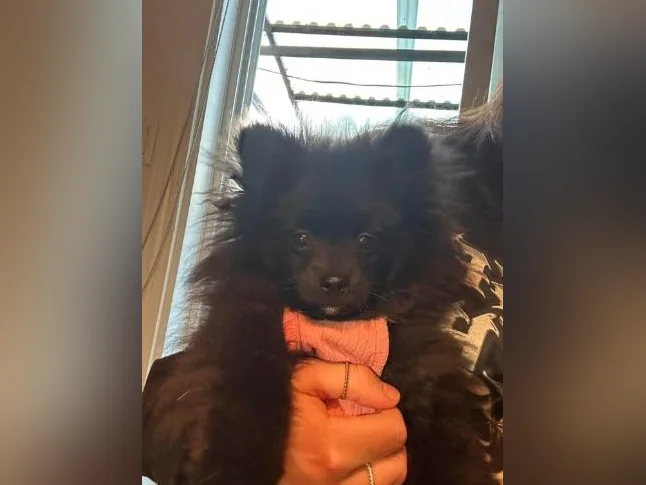 Pomeranien prêt a partir
