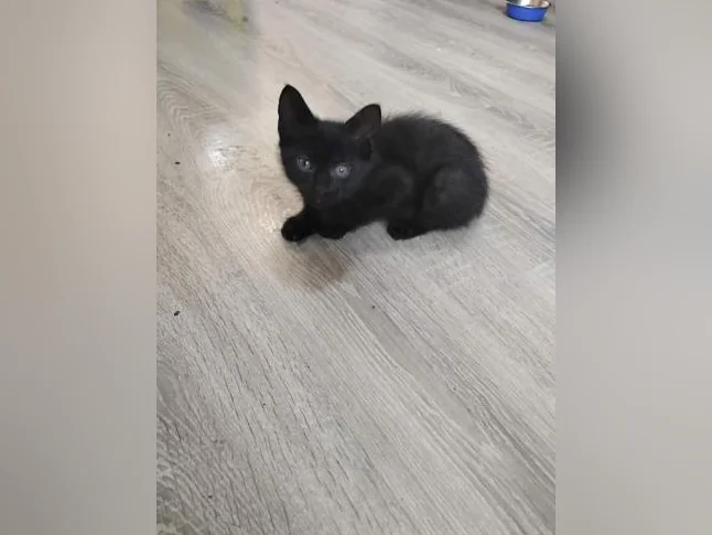 Deux adorables chatons à donner thumbnail 5