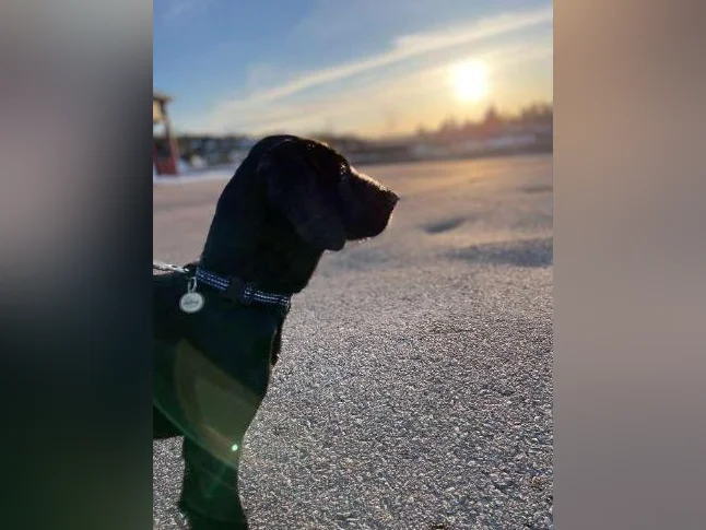 Chien Pudlepointer à donner thumbnail 2