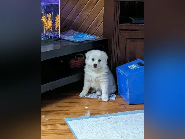 chiot Esquimau americain