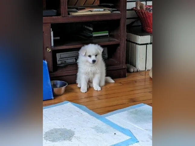 chiot Esquimau americain thumbnail 3