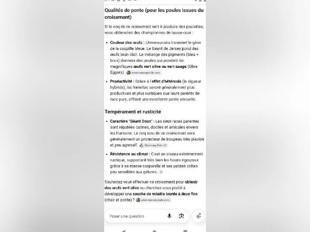 Jeune coq Jersey géant croisé Amerocana thumbnail 3