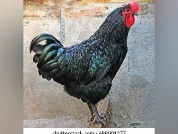 Jeune coq Jersey géant croisé Amerocana