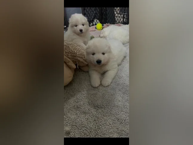 Chiot samoyède / samoyed prêt pour juillet thumbnail 7