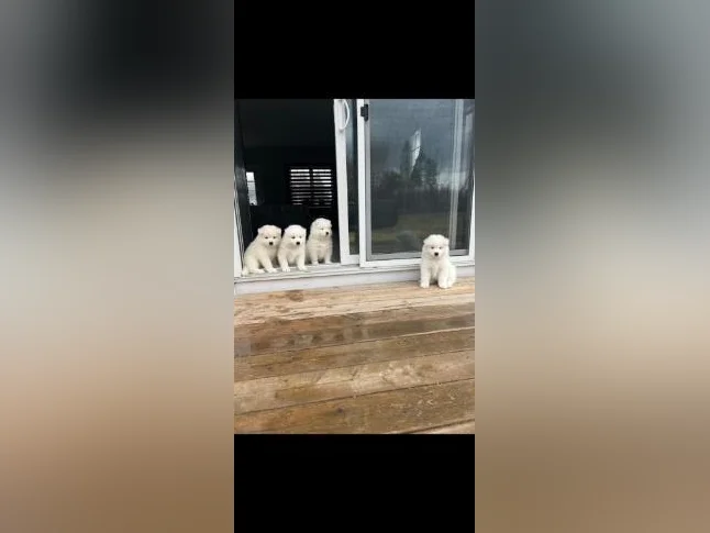 Chiot samoyède / samoyed prêt pour juillet thumbnail 4