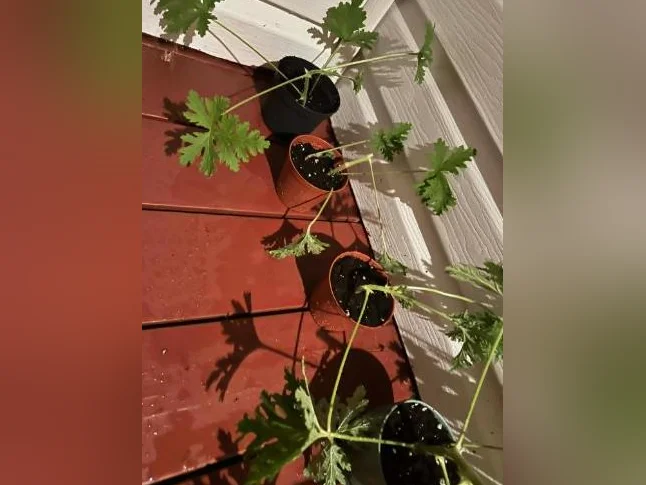 plusieurs Géraniums Odorants Citronnelle (Pelargonium) thumbnail 4