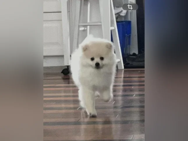 Chiots Poméranien 2 Femelle disponible thumbnail 2