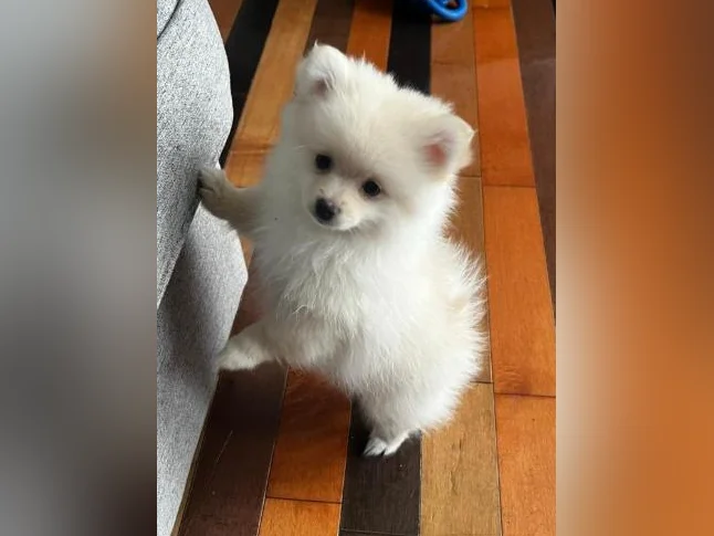Chiots Poméranien 2 Femelle disponible thumbnail 7