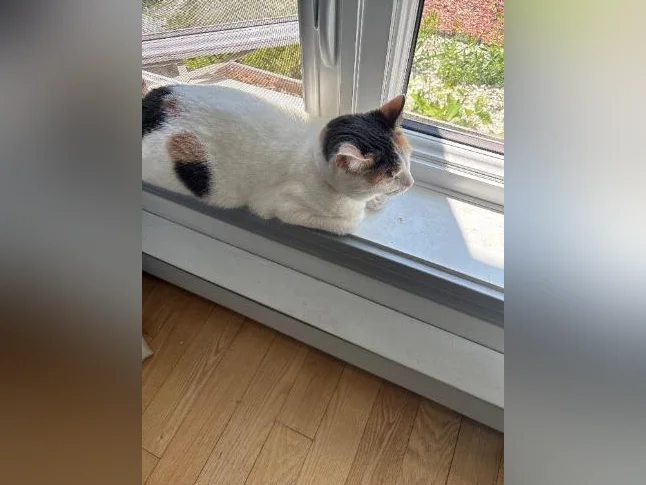 Chaton en bonne santé, stérilisée et vaccinée