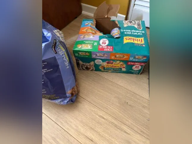 Chaton en bonne santé, stérilisée et vaccinée thumbnail 8