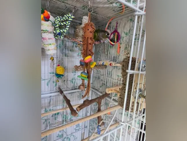 Conure manipulable et très social thumbnail 3