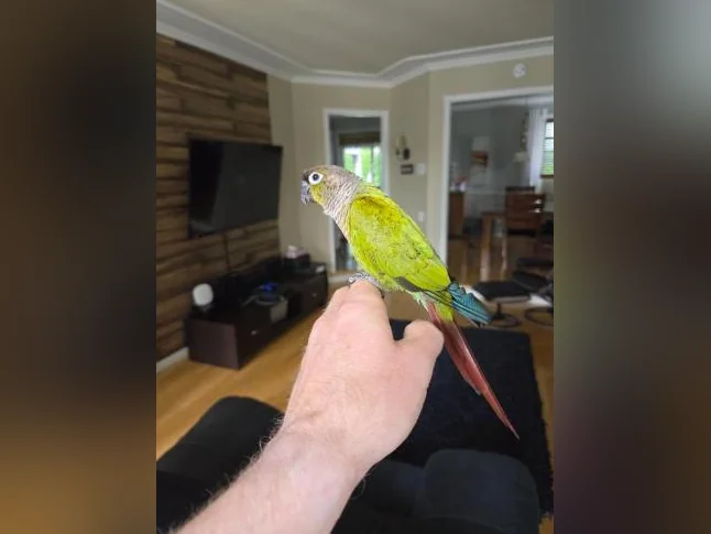 Conure manipulable et très social