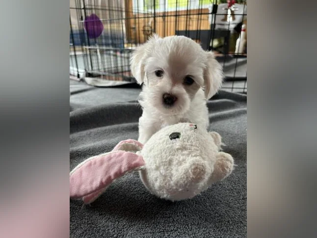 Bichon Maltais thumbnail 10