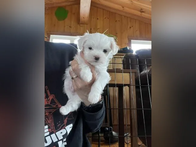 Bichon Maltais thumbnail 4