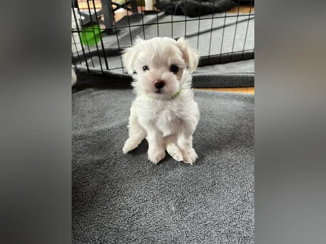 Bichon Maltais thumbnail 5