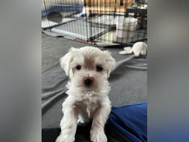 Bichon Maltais