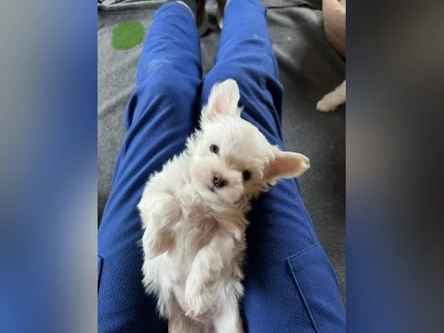 Bichon Maltais thumbnail 3